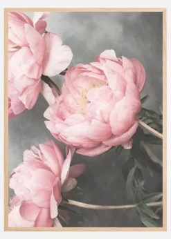 1643 Plakat (21x29.7 cm (A4))