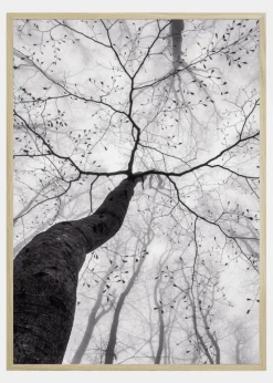 A view of the tree crown Plakat (21x29.7 cm (A4))