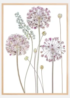 Allium Plakat (21x29.7 cm (A4))