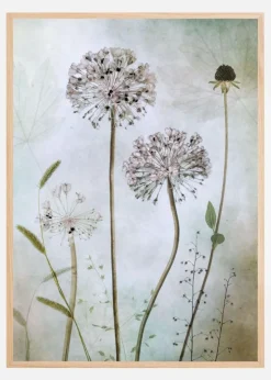 Allium Plakat (21x29.7 cm (A4))
