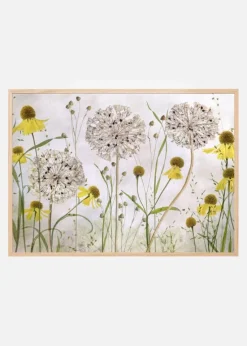 Alliums and heleniums Plakat (21x29.7 cm (A4))