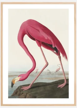 American Flamingo Plakat (21x29.7 cm (A4))