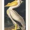 American White Pelican From Birds of America (1827) Plakat (21x29.7 cm (A4))