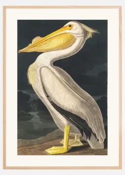 American White Pelican From Birds of America (1827) Plakat (21x29.7 cm (A4))