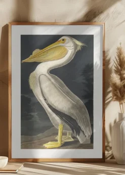 American White Pelican From Birds of America (1827) Plakat (21x29.7 cm (A4))