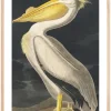 American White Pelican Plakat (21x29.7 cm (A4))