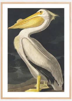 American White Pelican Plakat (21x29.7 cm (A4))