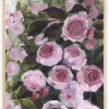 Aurorie painterly roses Plakat (21x29.7 cm (A4))