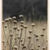 Beige Field Plakat (21x29.7 cm (A4))