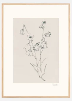 Bellflowers ink drawing Plakat (21x29.7 cm (A4))