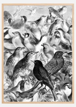 Birds Plakat (21x29.7 cm (A4))
