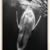Black A Whale Plakat (21x29.7 cm (A4))