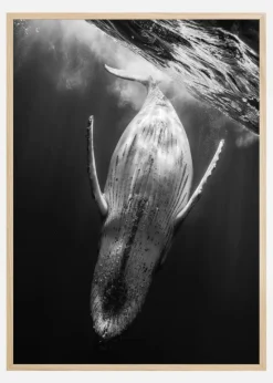 Black A Whale Plakat (21x29.7 cm (A4))