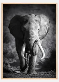 Black and White Elephant Plakat (21x29.7 cm (A4))