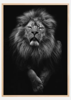 Black and White Lion Plakat (21x29.7 cm (A4))