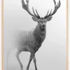 Black and white Red deer Plakat (21x29.7 cm (A4))