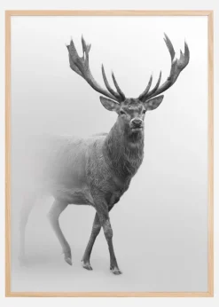 Black and white Red deer Plakat (21x29.7 cm (A4))