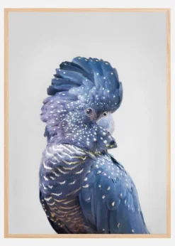 Black Cockatoo Plakat (21x29.7 cm (A4))