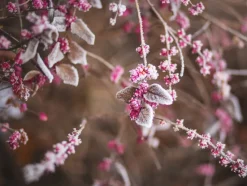 Blomst Nærbillede Plakat (30x40 cm)