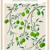 Boho Citrus Aurantifolia Plakat (21x29.7 cm (A4))