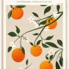 Boho Citrus Sinensis Plakat (21x29.7 cm (A4))