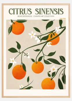 Boho Citrus Sinensis Plakat (21x29.7 cm (A4))