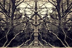 Brushwood Plakat (21x29.7 cm (A4))