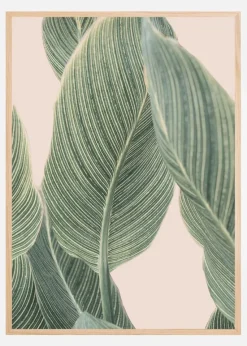Calla Leaf Plakat (21x29.7 cm (A4))