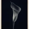 Calla Lily Plakat (21x29.7 cm (A4))
