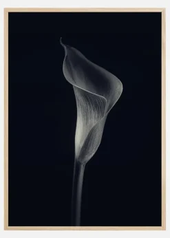 Calla Lily Plakat (21x29.7 cm (A4))
