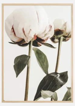 Calm Peony II Plakat (21x29.7 cm (A4))