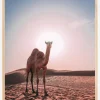 Camel Plakat (21x29.7 cm (A4))