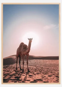 Camel Plakat (21x29.7 cm (A4))