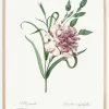 Carnation Plakat (21x29.7 cm (A4))