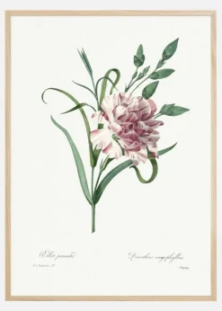 Carnation Plakat (21x29.7 cm (A4))