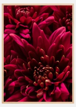 Cerise Flower Plakat (21x29.7 cm (A4))