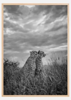 Cheetah Dreams Plakat (21x29.7 cm (A4))