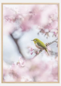 Cherry Blossom color Plakat (21x29.7 cm (A4))