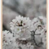 Cherryblossom Plakat (21x29.7 cm (A4))