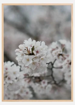 Cherryblossom Plakat (21x29.7 cm (A4))