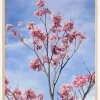 Cherrytree Plakat (21x29.7 cm (A4))