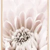 Chrysanthemum I Plakat (21x29.7 cm (A4))