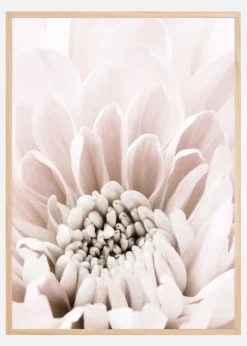 Chrysanthemum I Plakat (21x29.7 cm (A4))