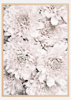 Chrysanthemum II Plakat (21x29.7 cm (A4))