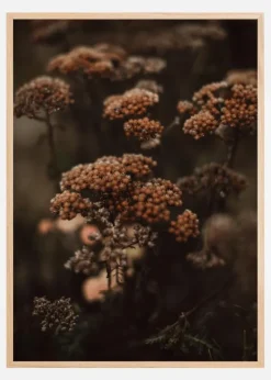 Cow Parsley Plakat (21x29.7 cm (A4))