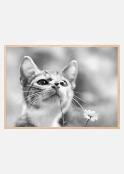 Curious Plakat (21x29.7 cm (A4))