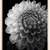 Dahlia Plakat (21x29.7 cm (A4))