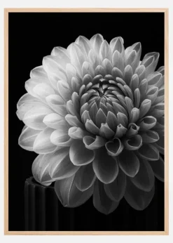 Dahlia Plakat (21x29.7 cm (A4))