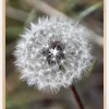 Dandelion Plakat (21x29.7 cm (A4))