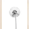 Dandelion Plakat (21x29.7 cm (A4))